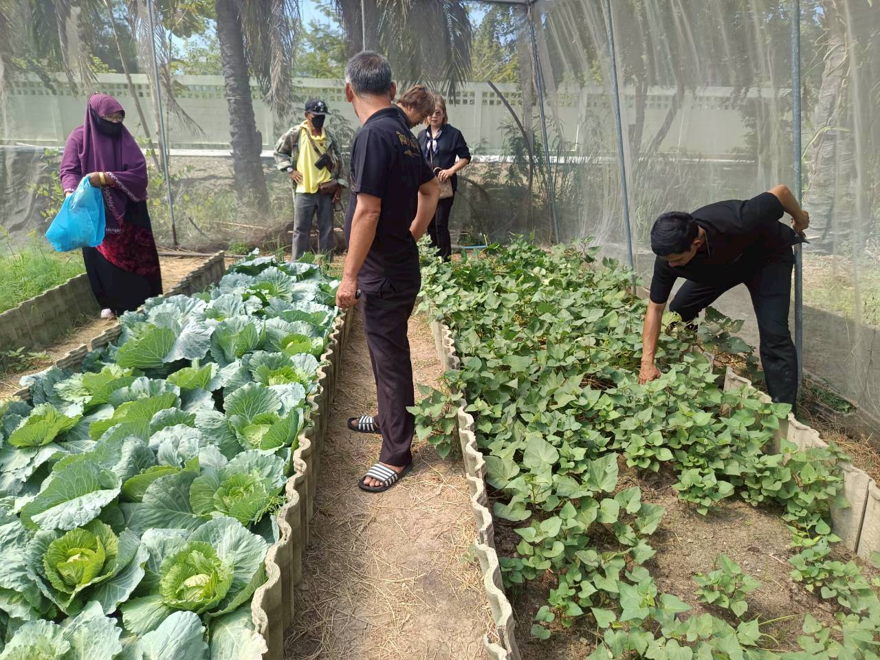 title - ศกร. ร่วมกับ ส.ป.ก.อยุธยา ติวเข้มเกษตรกร ชูโมเดล “โรงอบเคลื่อนที่ - ผัก 3 โลก - มันญี่ปุ่น” เพิ่มทางเลือกสร้างรายได้ในเขตปฏิรูปที่ดิน